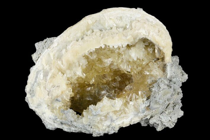 Fossil Clam with Fluorescent Calcite Crystals - Ruck's Pit, FL #177738
